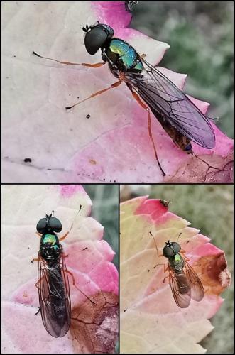 Sargus bipunctatus